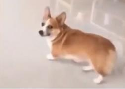 Un câine din rasa corgi, celebru pe internet după ce îşi recunoaşte vinovăţia şi decide să se pedepsească singur