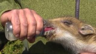 Șofer din Râșnov prins cu un pui de porc mistreț în portbagaj. Explicația bărbatului