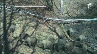 Imagini inedite cu mistreţi făcând baie în apa de la zăpada topită, în Hunedoara