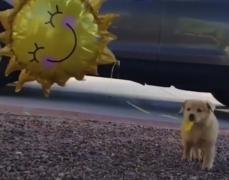 Pui de golden retriever, pasionat de baloane