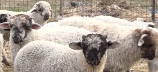 Mielul de Paște, mai scump și cu 30% față de anul trecut