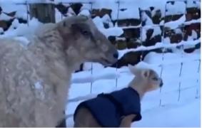 Miei salvați din zăpadă de o tânără din Anglia