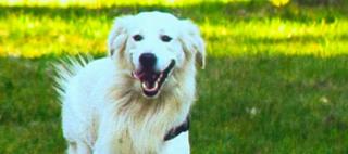 Cum ne găsim animalul de companie potrivit