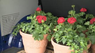 Agitaţie mare în sere. Iubitorii de natură încep să îşi înfrumuseţeze locuinţele cu flori (Video)