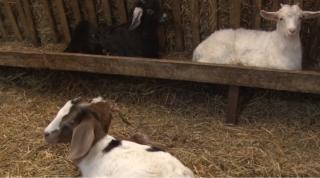 Friptura de ied, concurenţă serioasă pentru mielul de Paşte