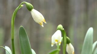 Într-un loc greu accesibil din zona Sarmizegetusa Regia se află Dumbrava Ghioceilor (Video)