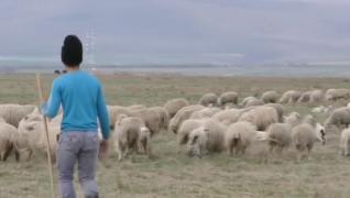 Vânzarea mieilor și a altor animale vii, interzisă, cu 2 săptămâni înainte de Paște