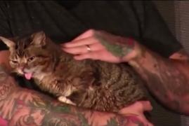 Cel mai mare festival din lume dedicat pisicilor revine în Statele Unite (Video)