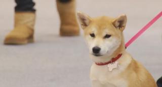 Prima asigurare de sănătate pentru animale a fost lansată