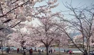 Peisaje de basm la sărbătoarea cireşilor din Japonia (Video)