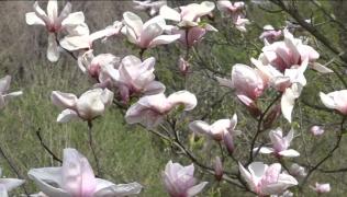 Magnoliile, spectacol de mireseme şi culoare în Parcul din Simeria (Video)