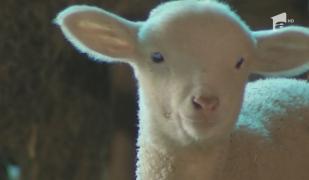 Prețul cărnii de miel a crescut dramatic, după interdicția de vânzare în piețe