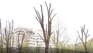 Capitala poate să rămână fără arbori! Toaletarea copacilor se face haotic