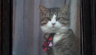 Misterul pisicii lui Julian Assange a fost deslușit de Wikileaks (Video)