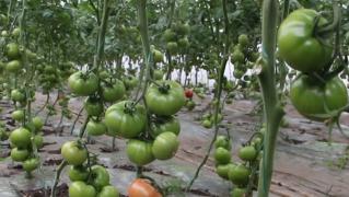 Într-o seră din Buzău bondarii, păianjenii şi viespiile au grijă de recolta proprietarului