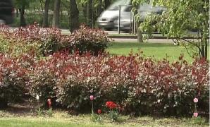 Aer polar peste România, înainte de Florii. Cum va fi vremea de Paşte