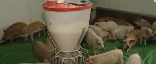 Purcei puțini și scumpi. Preţurile s-au dublat faţă de anul trecut