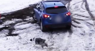 Chihuahua la un pas să fie călcat de o maşină. A fost salvat de un câine mai mare