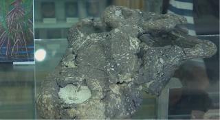 Cercetătorii clujeni au descoperit că în Bazinul Haţeg trăiau crocodili