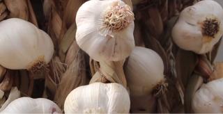 Ministerul Agriculturii, subvenţii de trei ori mai mari pentru fermierii care cultivă usturoi