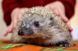 Misiune neobişnuită. Arici rătăcit, ghidat de un jandarm din Botoşani