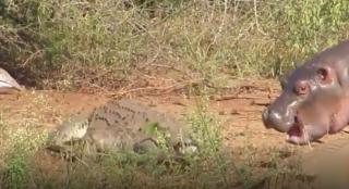 Pui de hipopotam, șef printre crocodilii dintr-un parc naţional din Africa de Sud