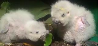 O specie de papagali pe cale de dispariţie a fost salvată în Noua Zeelandă