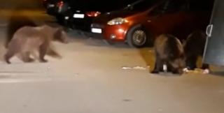 Urșii au coborât în Bușteni şi au dat iama în tomberoanele localnicilor
