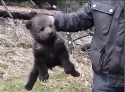 Pui de urs rătăcit de mamă, salvat din râu, în Bacău