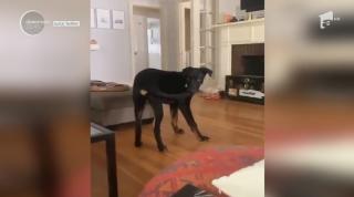 Reacția amuzantă a unui câine filmat în momentul în care își prinde coada (Video)