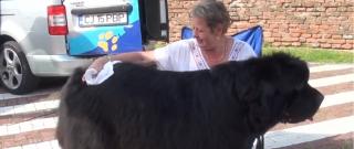 Cât costă întreținerea unui animal de companie