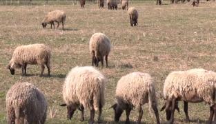 Vânzarea mieilor, interzisă în pieţe, târguri sau direct din gospodărie. Amenzile sunt usturătoare (Video)