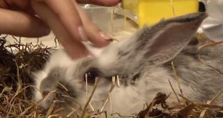 Iepurele, un cadou frumos, care vine la pachet cu responsabilități