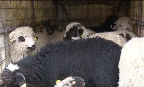 Prețul mielului a scăzut cu doar câteva zile înainte de Paşte (Video)