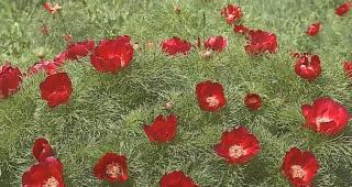 Rezervația de bujori din Mureș, un spectacol unic al naturii