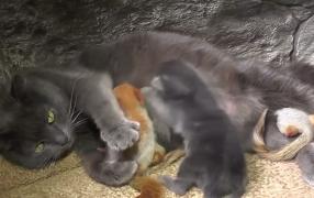 O pisică a adoptat patru veveriţe orfane găsite de localnici, în Crimeea (Video)