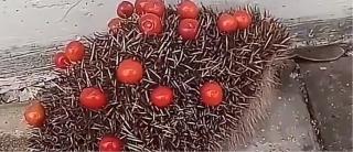 Imagini virale cu ariciul prins de polițiști la furat de cireșe