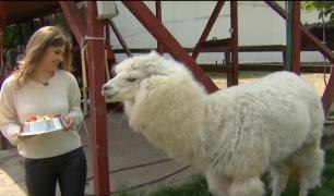 Cum se îngrijește o alpaca de oraș