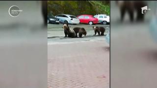 Familie de urși, la ușa unui hotel din Argeș