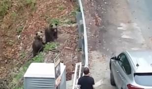 Doi pui de urs au coborât la barajul Vidraru, în căutarea hranei