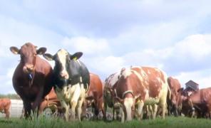 Sărbătoare la o fermă din Suedia, la prima ieşire a văcuţelor la păşunat