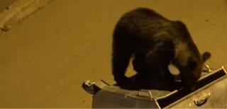 Invazie de urşi, la Târgu-Mureş