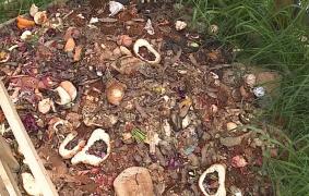 Campanie de ecologizare în Reghin, organizată de doi tineri (Video)