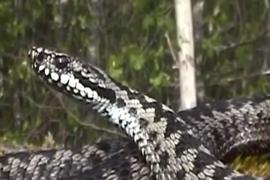 Ies viperele din hibernare. Sunt mult mai agresive în perioada de împerechere (Video)