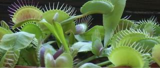 Românii s-au specializat în creşterea de plante carnivore