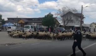 Poliţiştii locali din Murfatlar au blocat şoseaua 10 minute şi au fost filmaţi "escortând" o turmă de oi