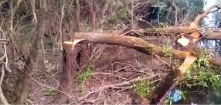 Braconierii au distrus Delta Dunării pentru pește