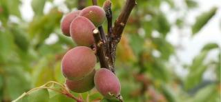 Vremea rea a făcut prăpăd printre pomii fructiferi din România