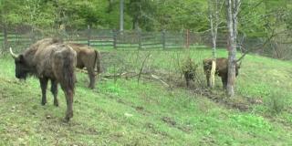 Cinci zimbri au fost eliberaţi în pădurile din Parcul Natural Vânători din Neamţ (Video)