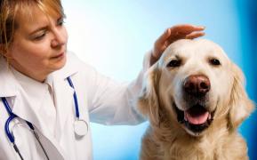 Cancerul, boala care afectează și animalele de companie